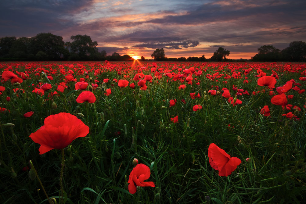 Poppy Field Photo